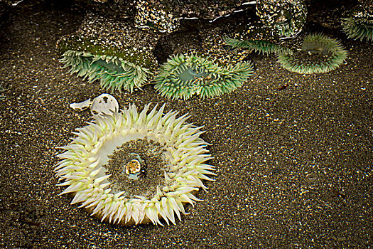 海葵,退潮,蓄潮池,太平洋,北加州,特立尼达