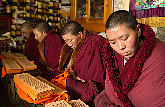 尼泊尔,喜马拉雅山,佛教,女僧侣,读,祈祷,寺院,乡村,珠穆朗玛峰,遥远,宗教,女修道院