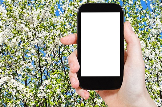 智能手机,花,树,春天