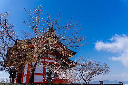 日本京都清水寺春天樱花盛开