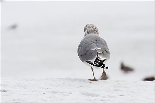 海鸥,冬季