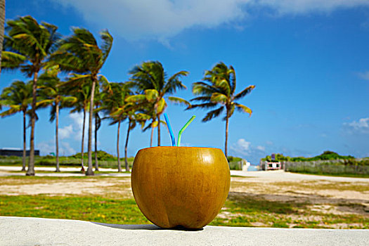 迈阿密,南海滩,椰子,饮料,吸管,佛罗里达