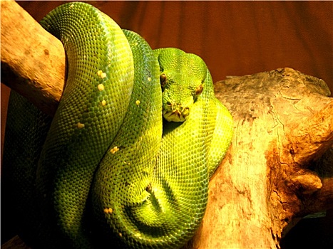 绿色,隐藏,蟒蛇,枝条