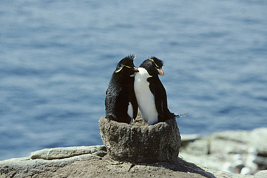福克兰群岛,北方,凤冠企鹅,一对,老,黑眉信天翁,窝