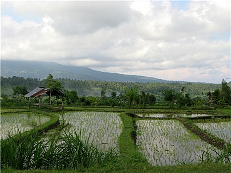 稻田,亚洲