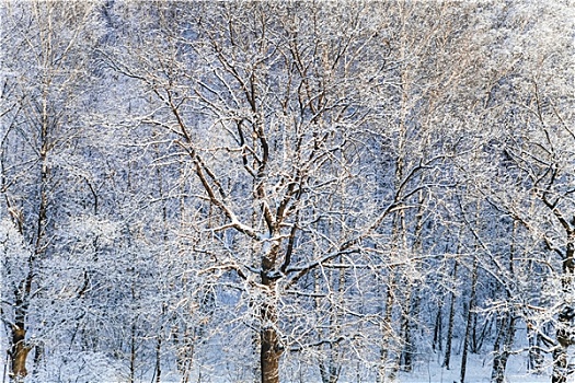 积雪,橡树,桦树,雪中,树林