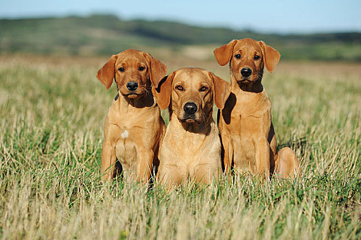 拉布拉多犬,黄色,母狗,小狗,坐,草地,奥地利,欧洲
