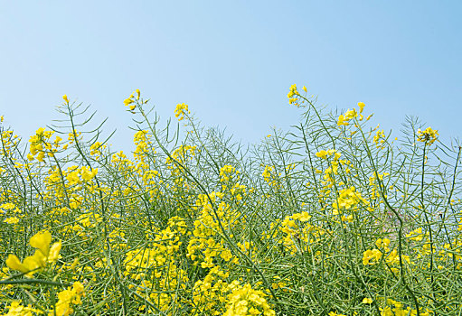 春天油菜花