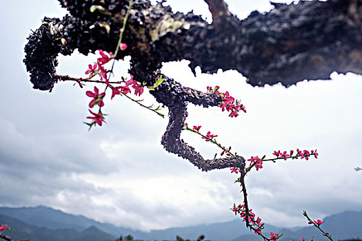 连平,桃花,鹰嘴桃,桃林