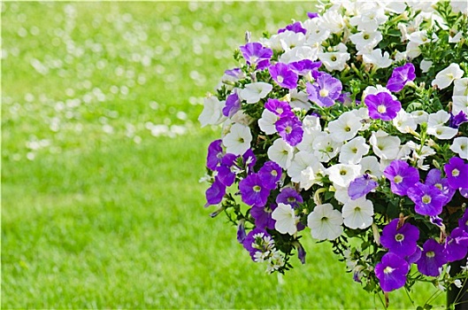 漂亮,白色,紫色,矮牵牛花属植物,花,特写