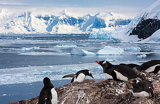 雷麦瑞海峡,南极,巴布亚企鹅,山,背景