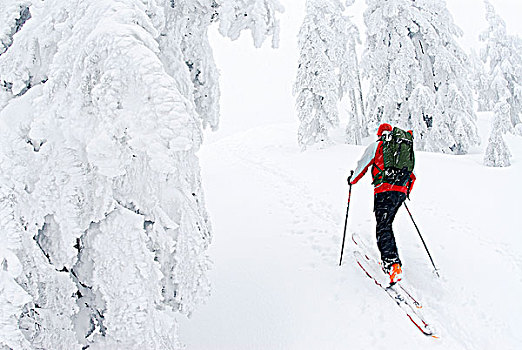 男人,滑雪,山,柏树,器具,西部,温哥华,不列颠哥伦比亚省,加拿大