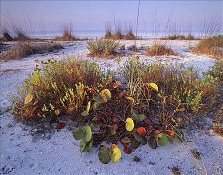 沙丘,植被,海滩,萨尼伯尔岛,佛罗里达