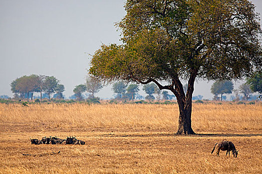 野生,非洲水牛