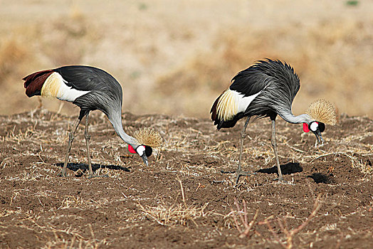 两个,黑色,冠,鹤,冠鹤属,觅食,南卢安瓜国家公园,赞比亚,非洲