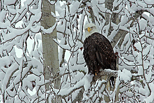 美国,阿拉斯加,契凯特白头鹰保护区,成年,白头鹰,栖息,遮盖,树
