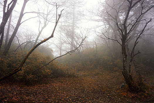 森林雾