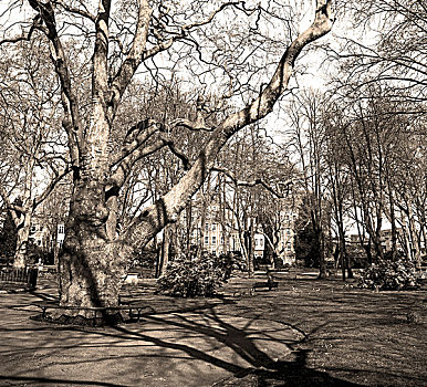 公园,伦敦,春天,天空,老,枯木