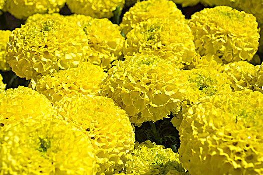 黄色,万寿菊,花