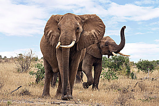 肯尼亚,东察沃国家公园,秋天,大象,干燥,擦洗,靠近