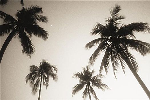 棕榈树,剪影,夜空,小,新月,黑白照片