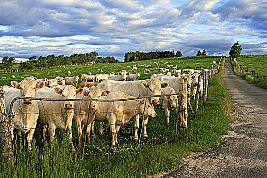 母牛,聚集,大门,期待,谷物,夏洛瓦,魁北克,加拿大