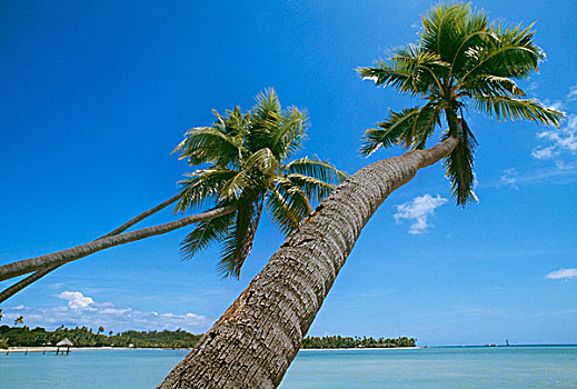 棕榈树,热带沙滩,斐济