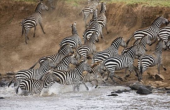 肯尼亚,马赛马拉,马塞马拉野生动物保护区,牧群,马,斑马,恐慌,马拉河