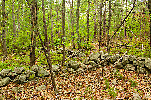 石墙,树林,马萨诸塞,保存,布罗克顿
