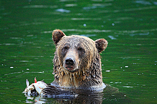 大灰熊,棕熊,新鲜,抓住,粉色,三文鱼,驼背,大熊雨林,不列颠哥伦比亚省,加拿大