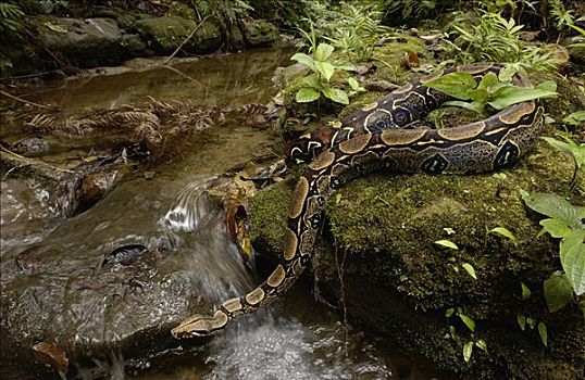 大蟒蛇,河流,厄瓜多尔,南美