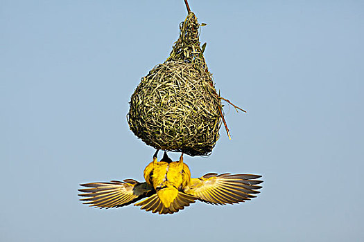 巢,南非
