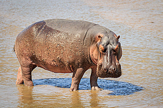 河马,站在水中,南卢安瓜国家公园,赞比亚,非洲