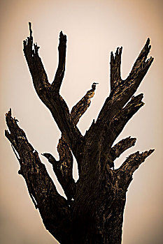 枯木,逆光,日落,翠鸟,斑鱼狗,枝条,乔贝国家公园,博茨瓦纳,非洲