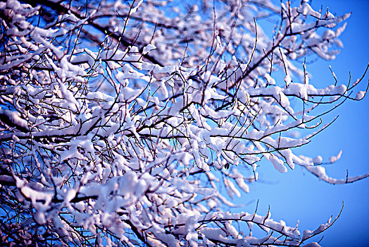 雪后树挂