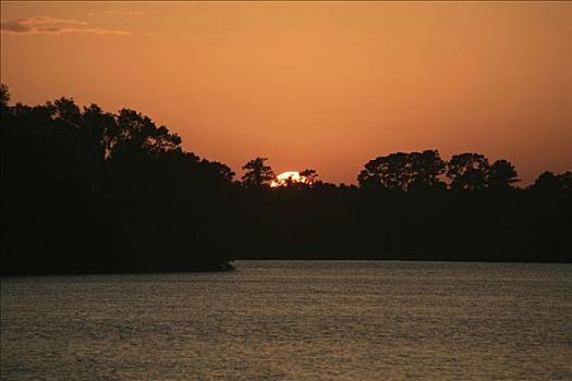 日落,树林,佛罗里达,美国