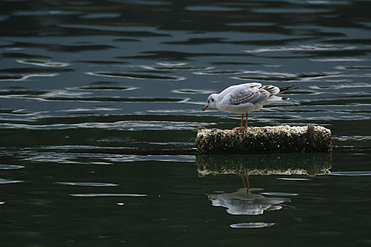 湖堤上的－只海鸥