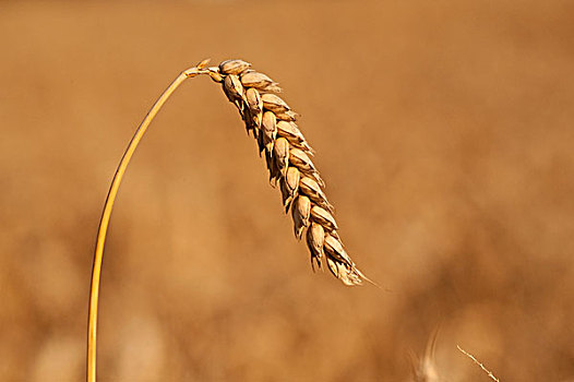 小麦,穗