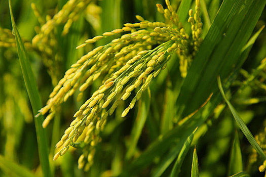 山东省日照市,金色大地稻浪翻滚,万亩水稻即将开镰收割