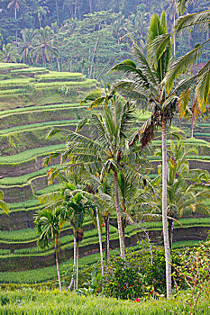 稻田,早晨,亮光,巴厘岛,印度尼西亚,东南亚