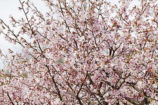 日本,樱花,春天,自然,照片