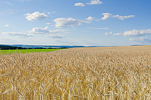 麦田,大麦,靠近,纽伦堡,巴伐利亚,德国,欧洲
