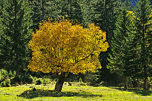 枫树,秋天,彩色,防护,提洛尔,奥地利