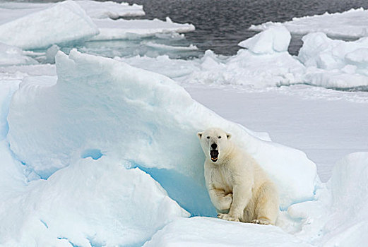 北极熊,防卫姿势,斯瓦尔巴特群岛,挪威