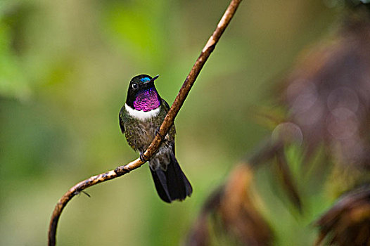 蜂鸟,雾林,厄瓜多尔