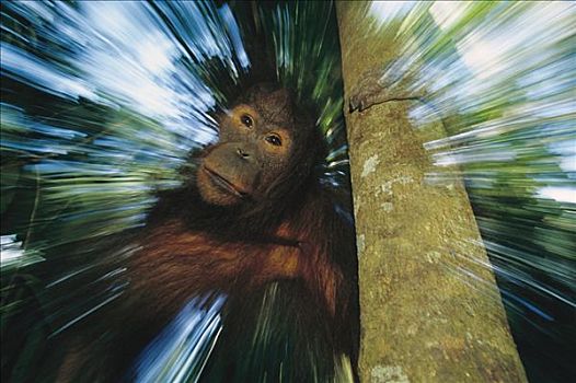 猩猩,黑猩猩,抽象,成年,婆罗洲