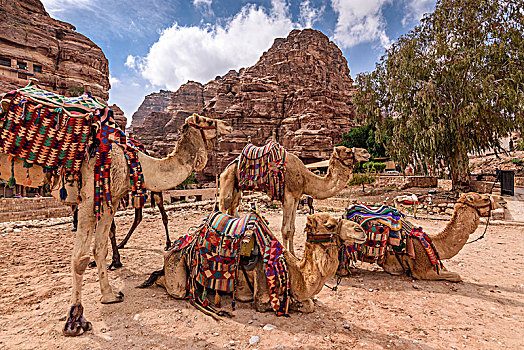 骆驼,休息,地面,山谷,红色,砂岩,悬崖,纳巴泰,石头,洞穴,庙宇,佩特拉,约旦