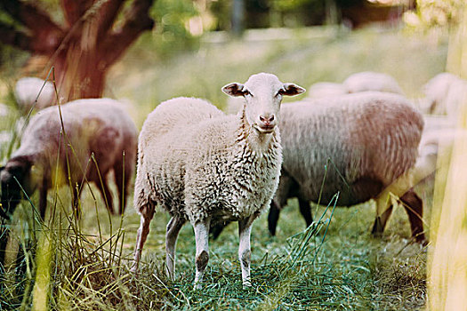 绵羊,草场