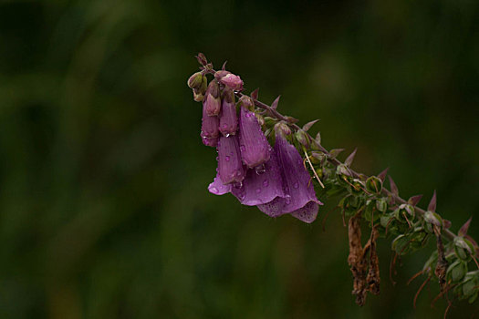 花,紫色