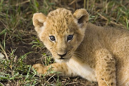 非洲狮,狮子,五个,星期,老,幼兽,脆弱,马赛马拉国家保护区,肯尼亚